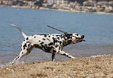 DALMATIEN 178